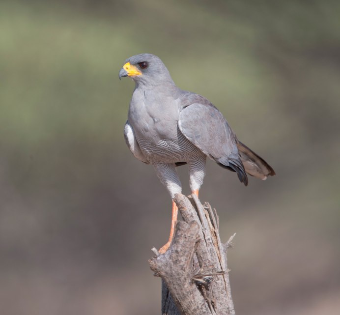 Ястреб - тетеревятник (Accipiter gentilis)