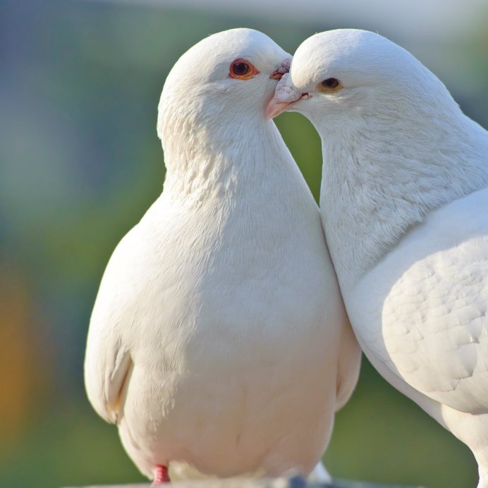 Белая Горлица фото птица