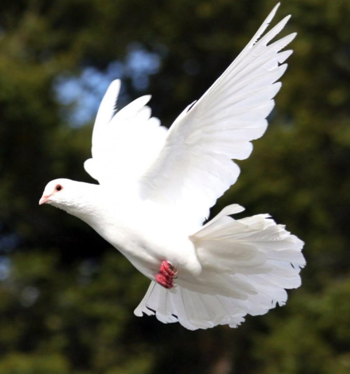 Белый голубь