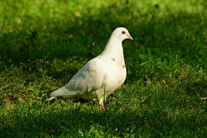 Dove vs Pigeon