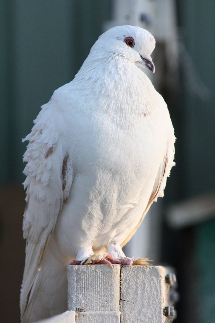 Белая птица