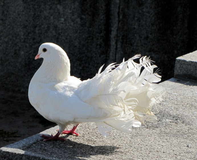 Птица голубь белый
