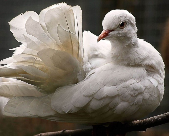 Горлица белая