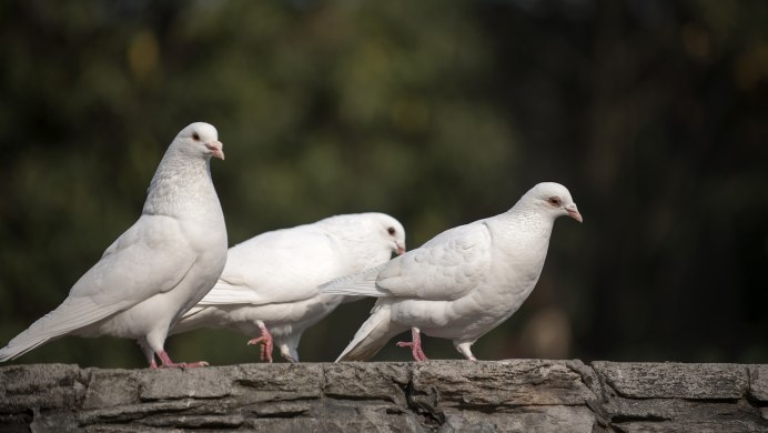 Белый голубь клюв