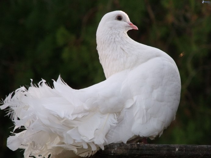 White Pigeon dbx1