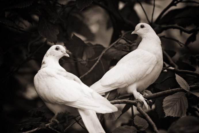 Белая птица