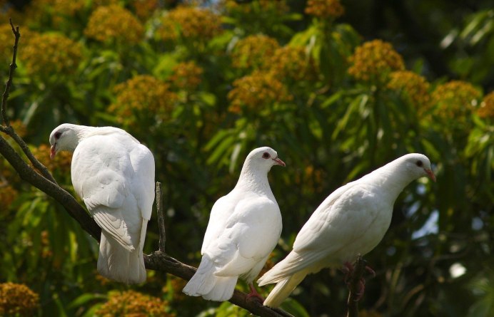 Белая Голубка