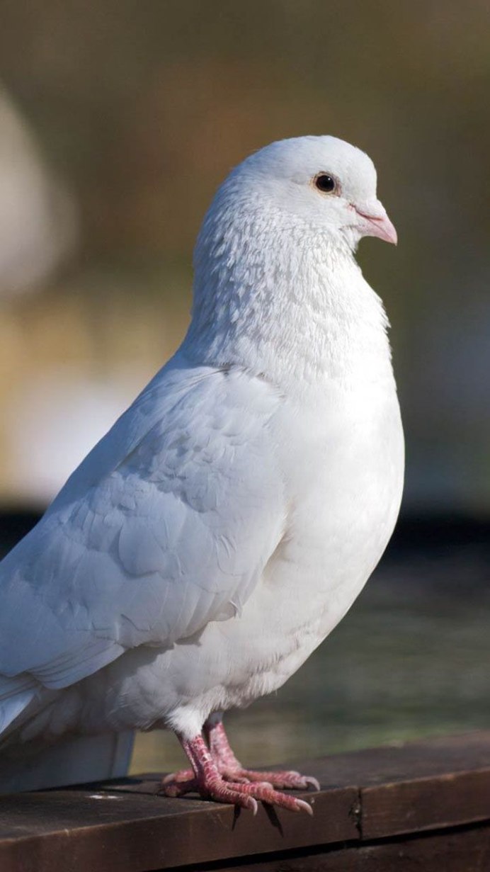 Красивые голуби