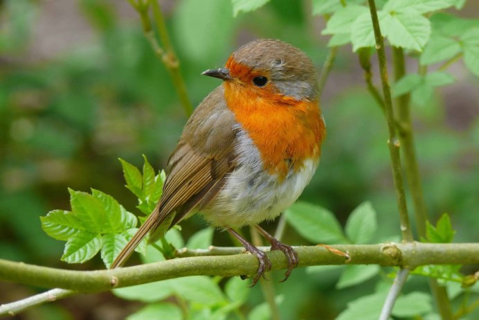 Коричневая птичка