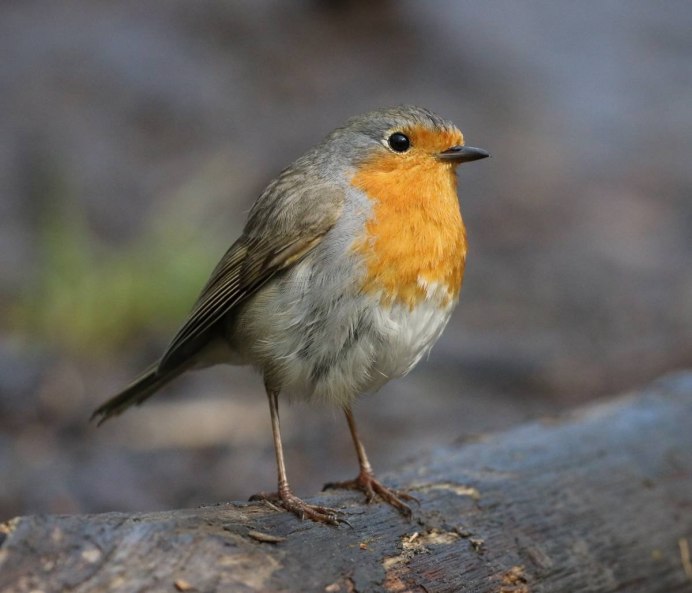 Зарянка Малиновка горихвостка