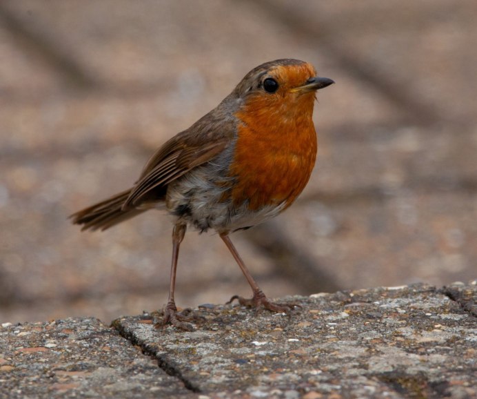 Маленькая коричневая птичка
