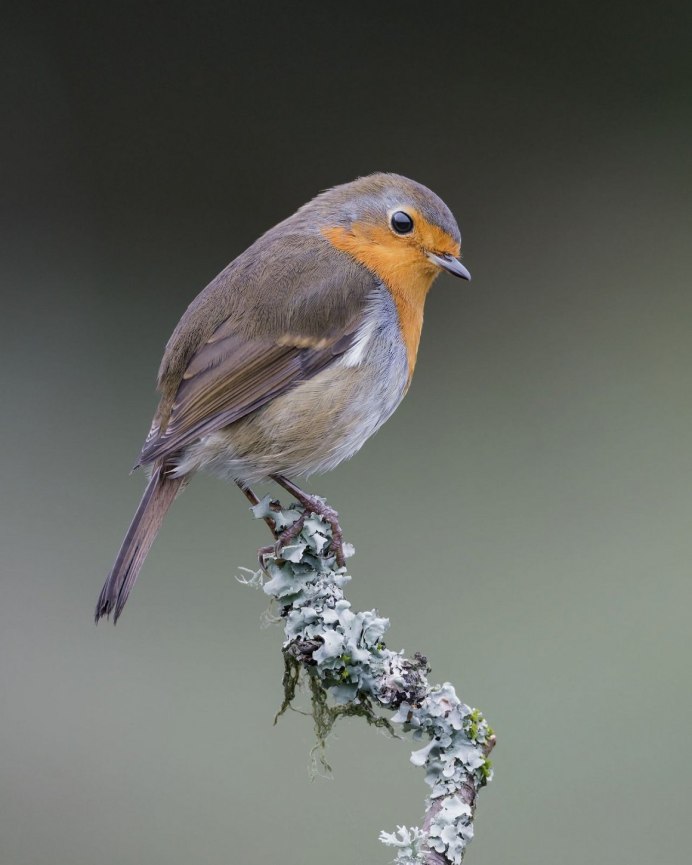 Птица с коричневой грудкой