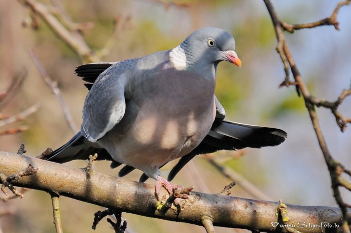 Голубь вяхирь