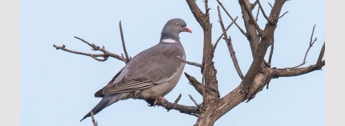 Дикий голубь вяхирь