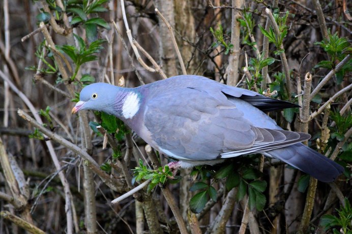 Вяхирь в Тульской области