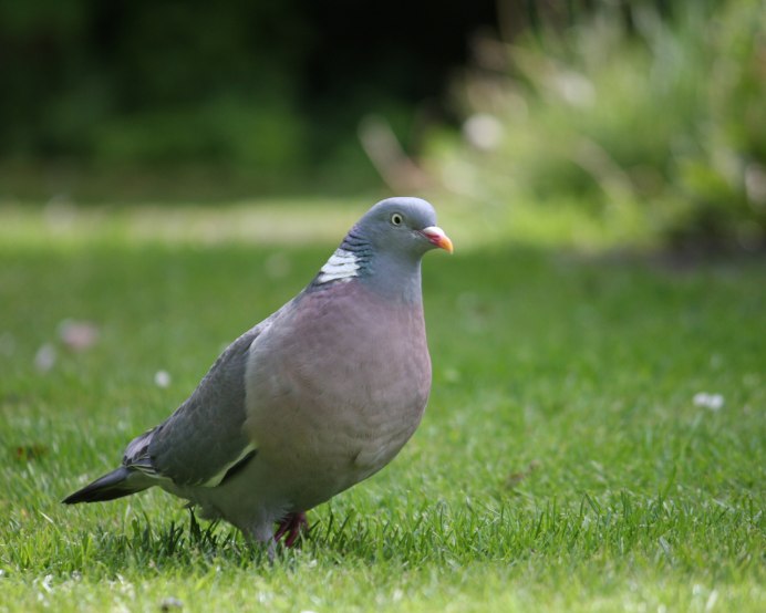 Голубь сизарь фото