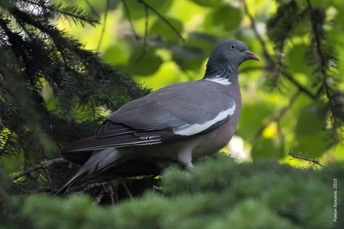 Лесной голубь вяхирь Горлица