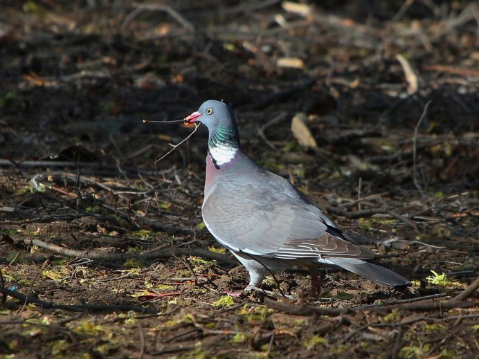 Дикий голубь вяхирь гнездо