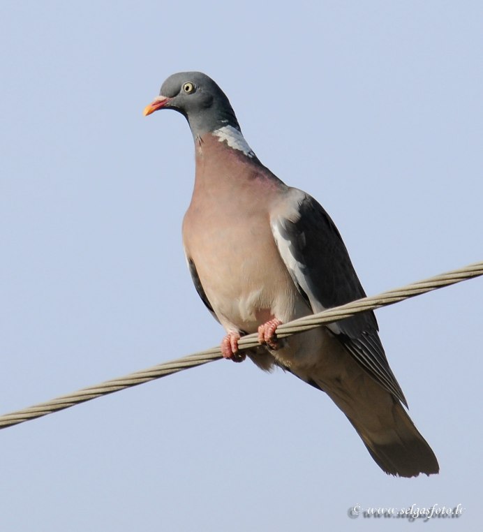 Вяхирь витютень