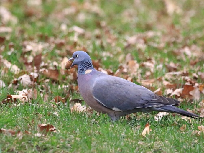 Вяхирь (Columba palumbus)