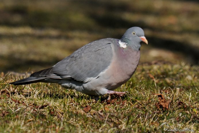 Лесной голубь витютень