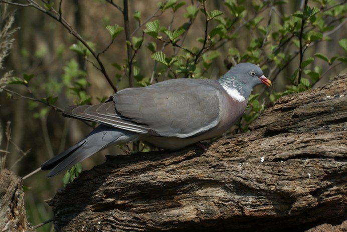 Слеток вяхиря