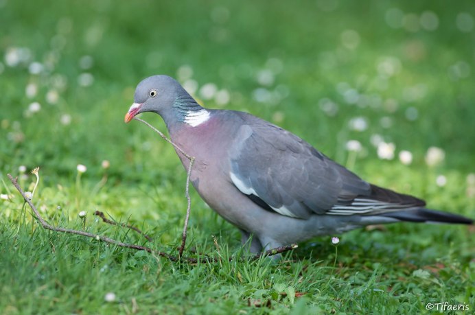 Columba palumbus azorica