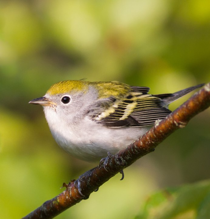 Птица Yellow Rumped Warbler