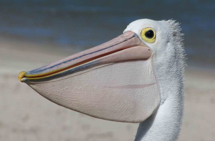 Puffin Тукан