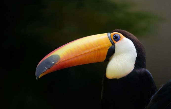 Китоглав National Geographic