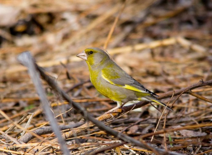 Птица Yellow Rumped Warbler