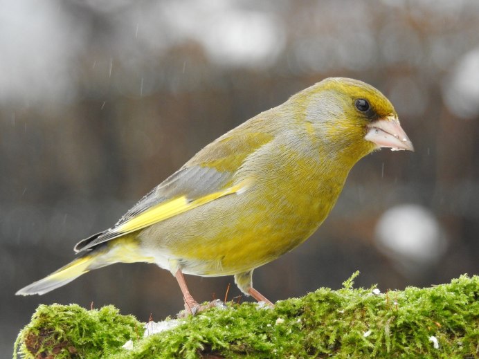 Птица Yellow Rumped Warbler