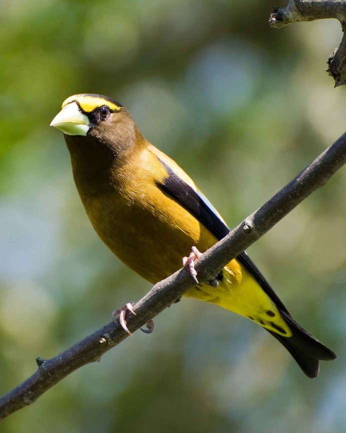 Зеленушка (Chloris Chloris)