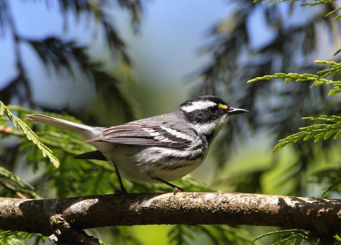 Yellow-Rumped Warbler птица Yellow Rumped