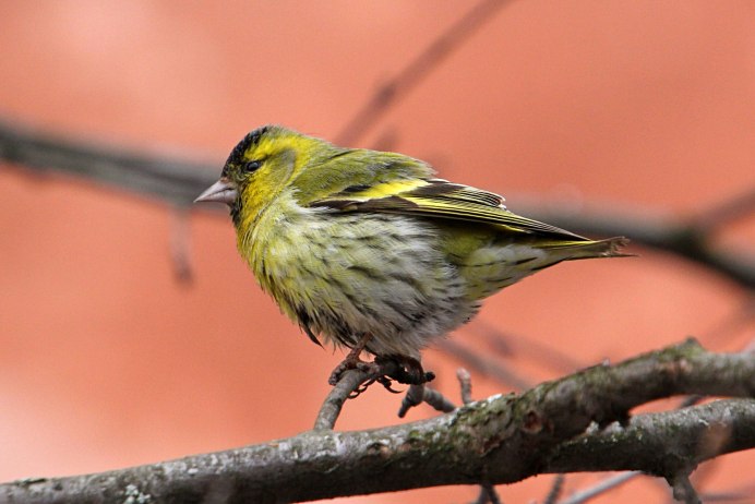 Anthus hodgsoni
