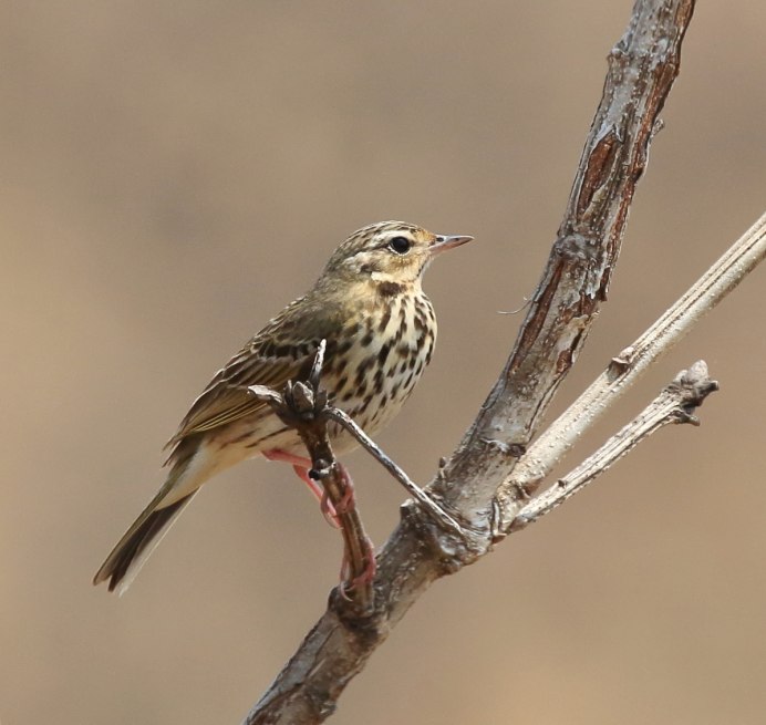 Пятнистый конек - Anthus hodgsoni Richmond, 1907