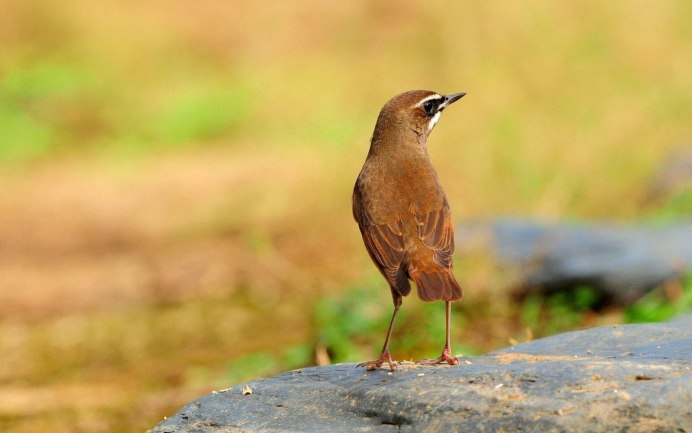 Птица с коричневой грудкой