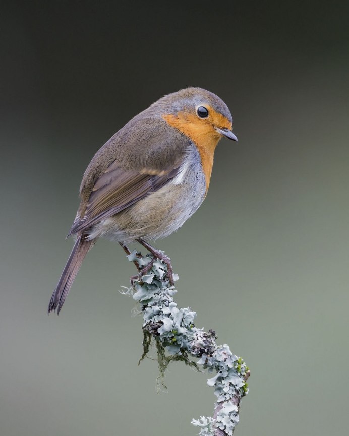 Дрозд Зяблик