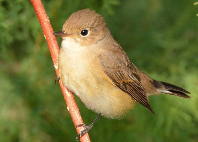 Маленькая коричневая птичка