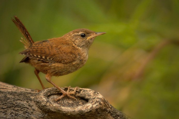 Каролинский крапивник