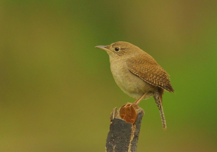 Коричневая птица