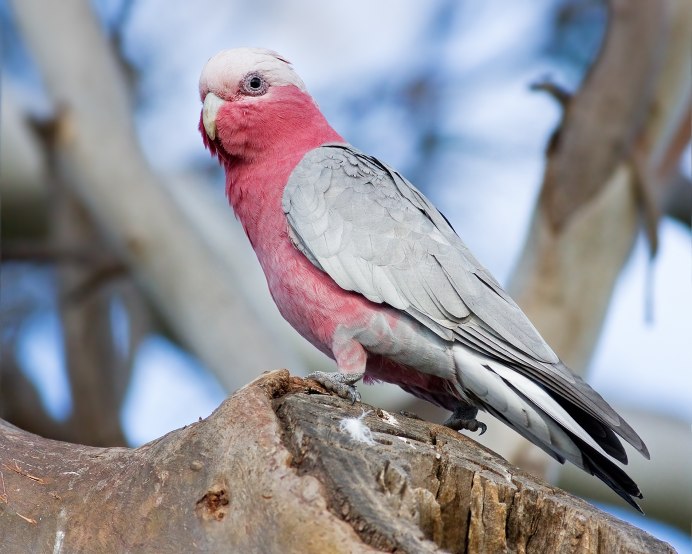 Rose breasted Cockatoo