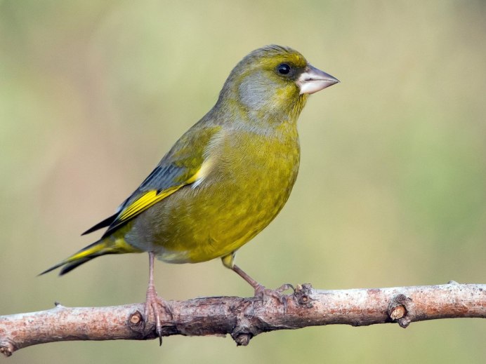 Щегол (Carduelis Carduelis)