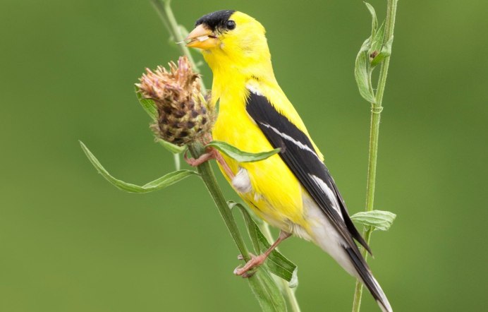 Yellow-Rumped Warbler птица Yellow Rumped