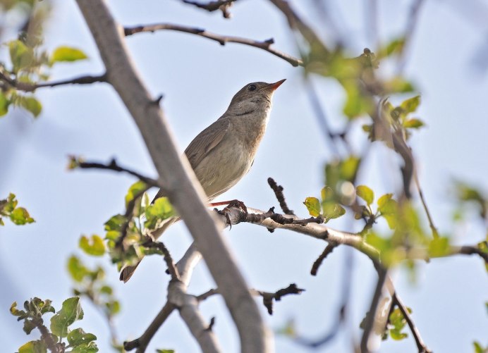 Соловей-красношейка Luscinia Calliope