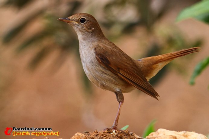 Серая маленькая птичка Wren