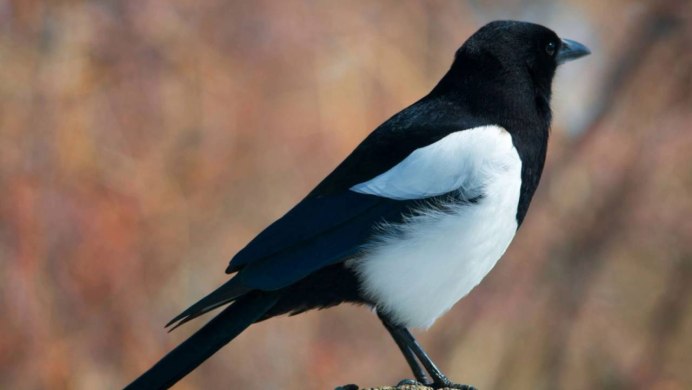 Сорока белохвостая