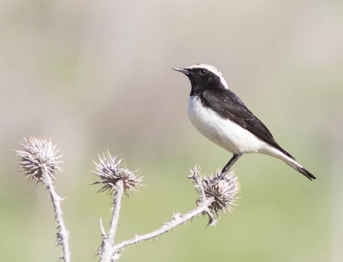 Птица черная с белым