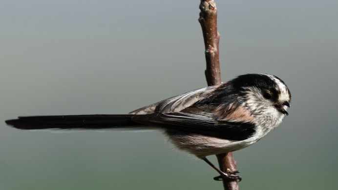 Сорока белобока птица