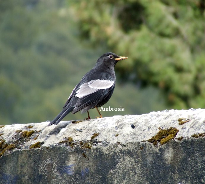 Птица с белым воротником